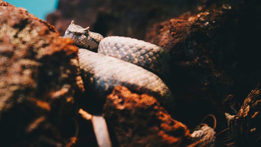 A close-up of a snake on a rock.