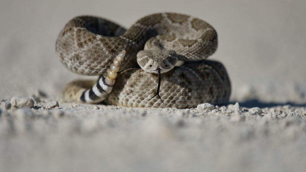 Rattlesnake on white sand.