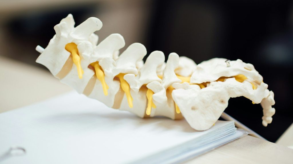 Anatomical spine model showing vertebrae and spinal discs on a desk.