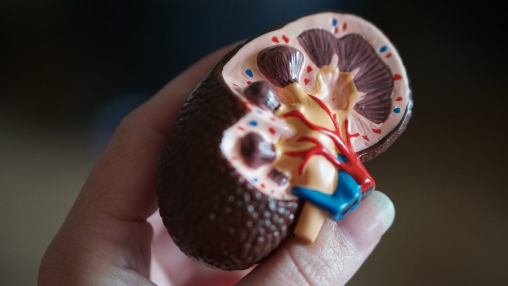 Kidney scale model in hand.