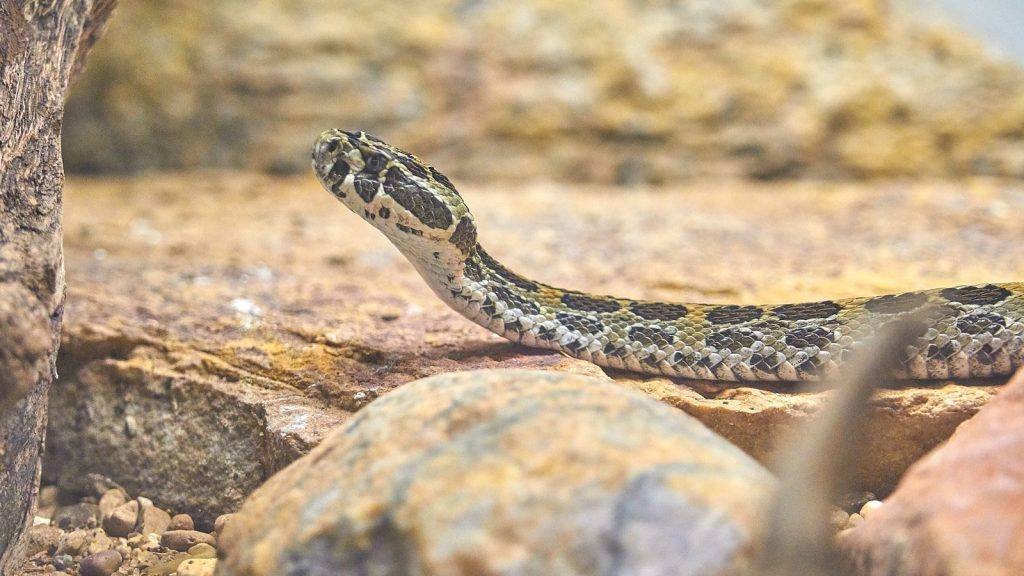 A gray snake moving on the ground.